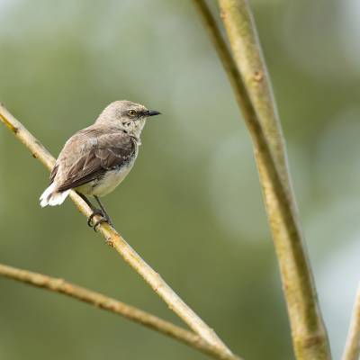 Tropical mockingbird