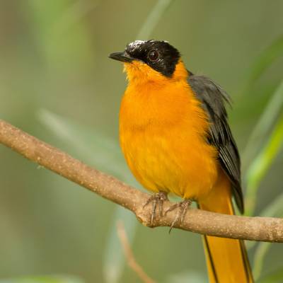 Snowy-crowned robin-chat