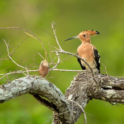 Eurasian hoopoe