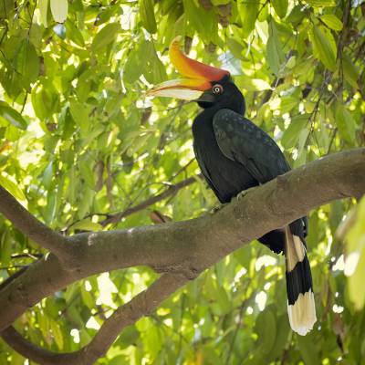 Rhinoceros hornbill