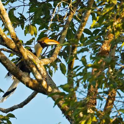 Great hornbill