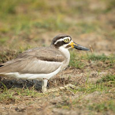 Great stone-curlew