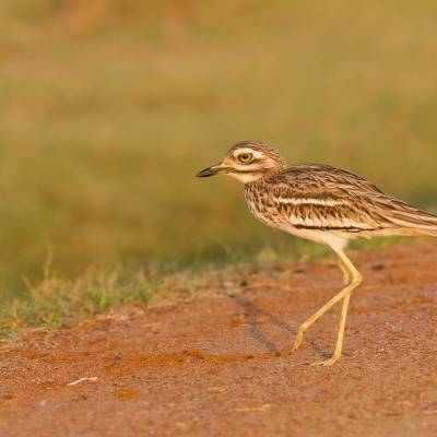 Eurasian stone-curlew