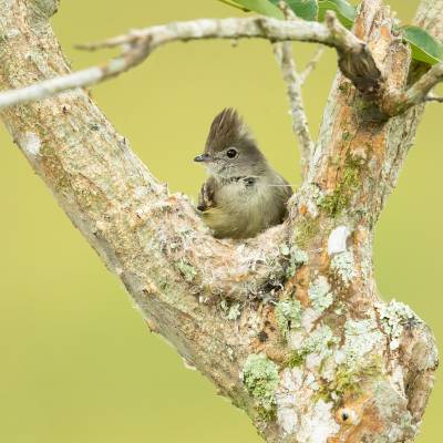 Yellow-bellied elaenia