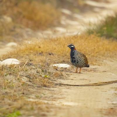 Black francolin