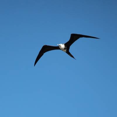 Magnificent frigatebird