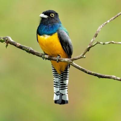 Gartered trogon