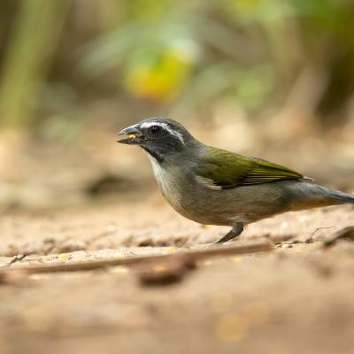 Green-winged saltator