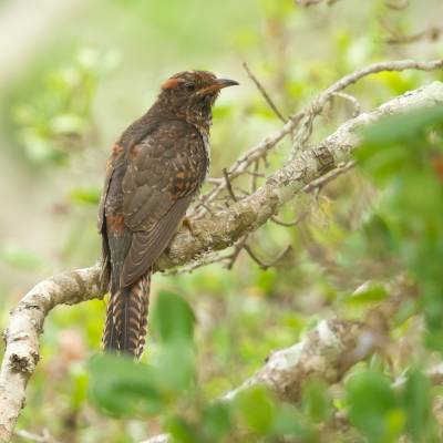 Grey-bellied cuckoo