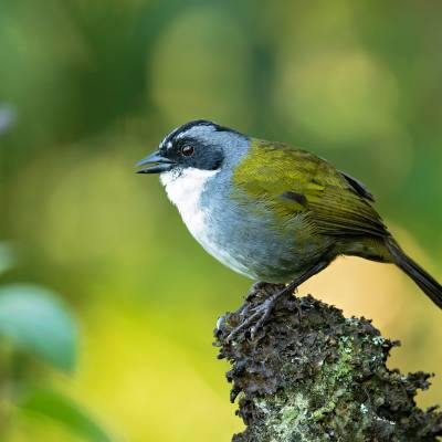 Grey-browed brushfinch