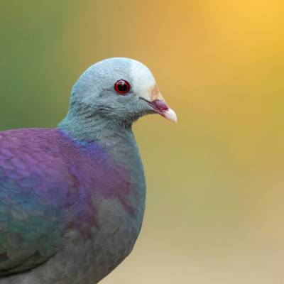 Grey-fronted quail-dove