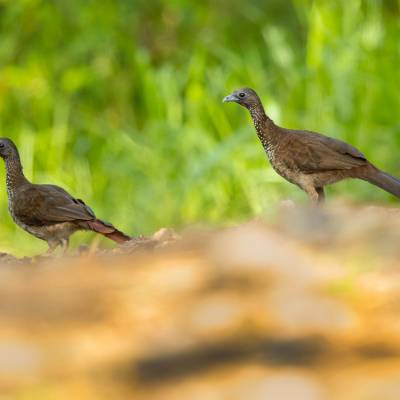 Andean guan