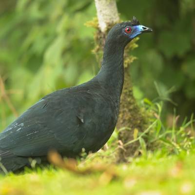 Black guan