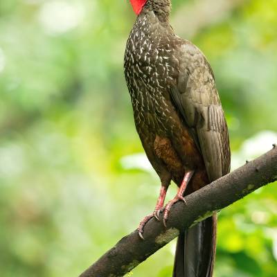 Crested guan