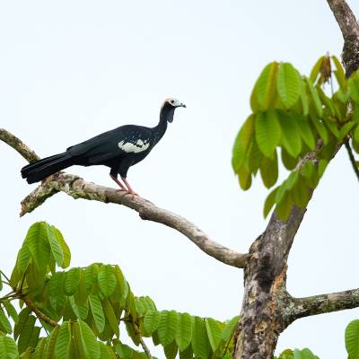 Blue-throated piping guan