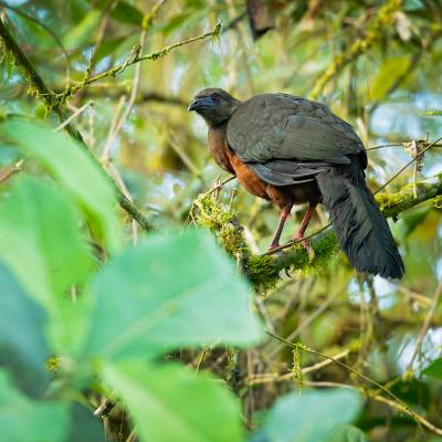 Sickle-winged guan