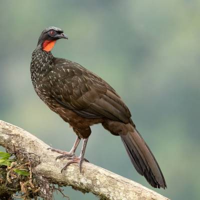 Dusky-legged guan