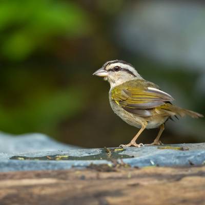 Black-striped sparrow