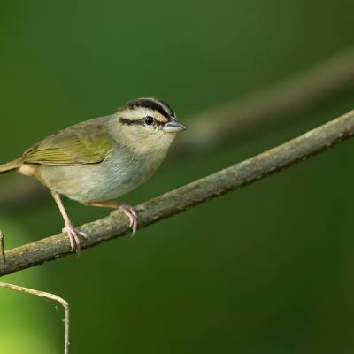 Olive sparrow