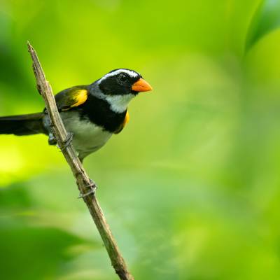 Orange-billed sparrow