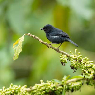 White-sided flowerpiercer