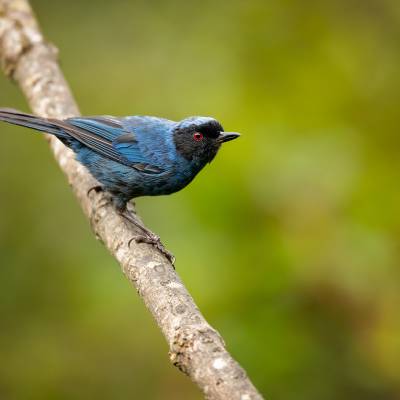 Masked flowerpiercer