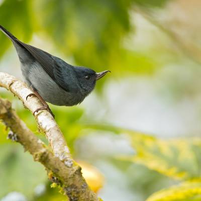 Slaty flowerpiercer