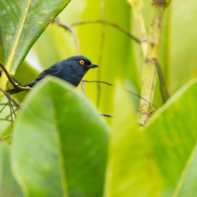 Golden-eyed flowerpiercer