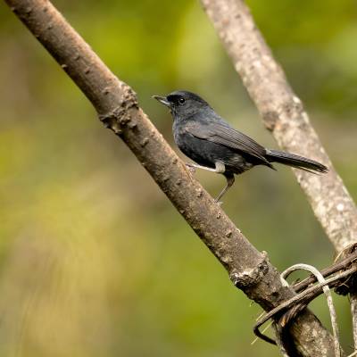 Black flowerpiercer