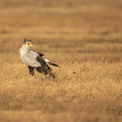 Secretarybird