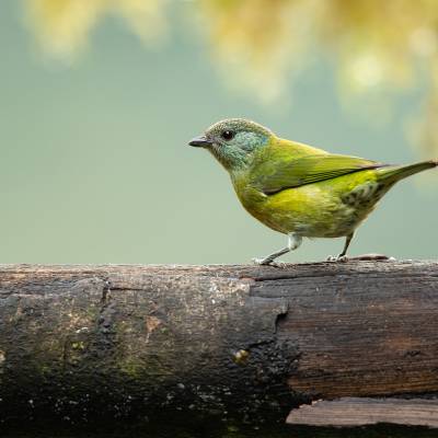 Black-capped tanager