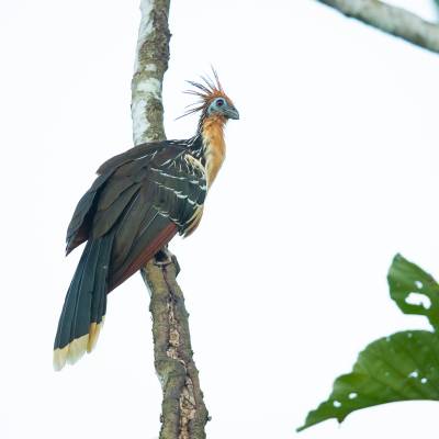 Hoatzin