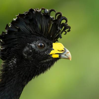 Great curassow