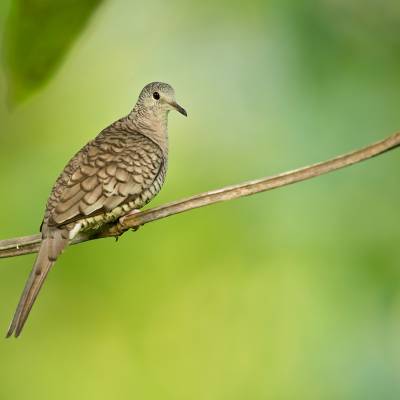 Inca dove