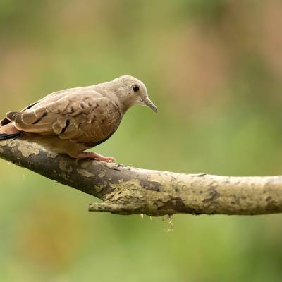 Ruddy ground dove