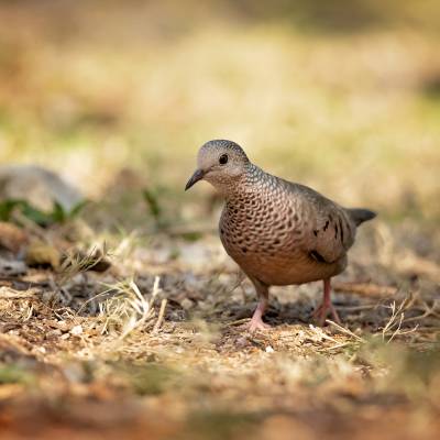 Common ground dove