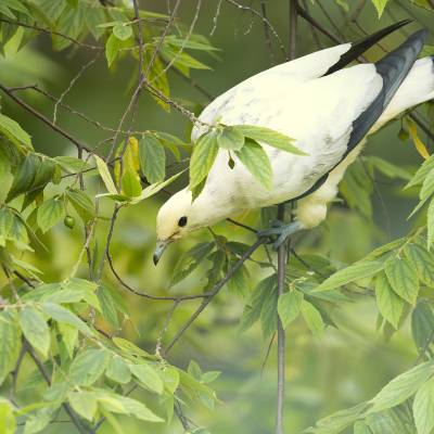 Pied imperial pigeon