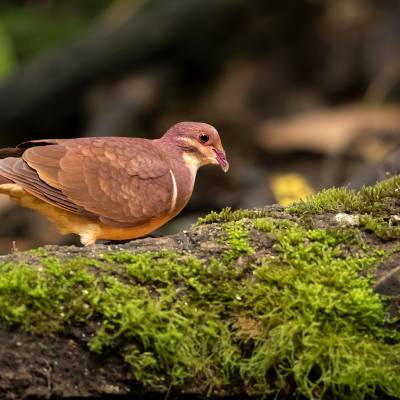 Pheasant pigeon