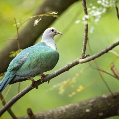 Green imperial pigeon