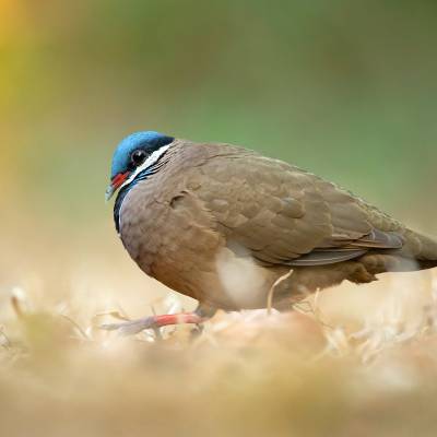 Blue-headed quail-dove