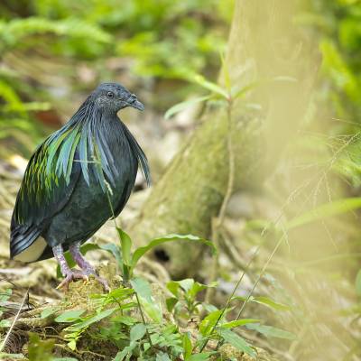 Nicobar pigeon