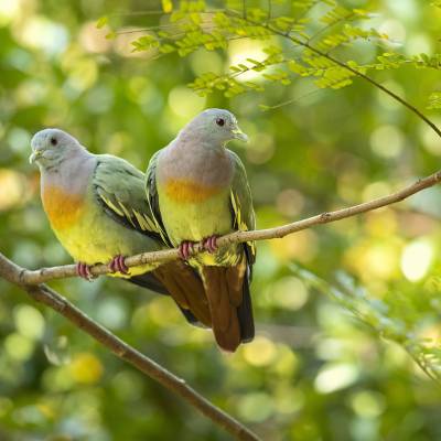 Pink-necked green pigeon