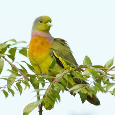 Orange-breasted green pigeon