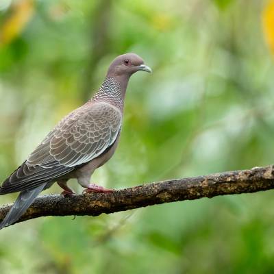 Picazuro pigeon