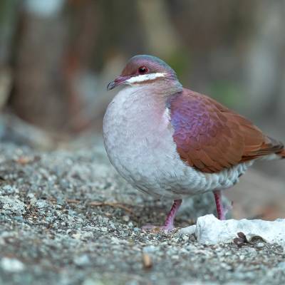 Key West quail-dove