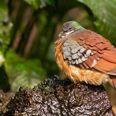 Mindanao bleeding-heart