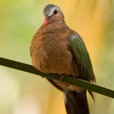 Common emerald dove