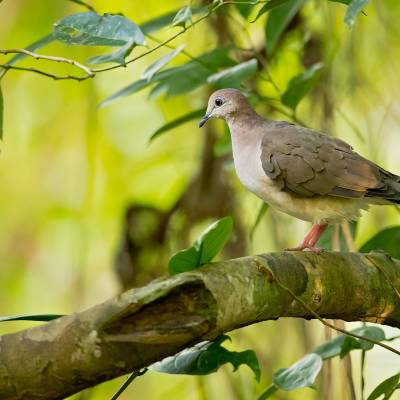 White-tipped dove