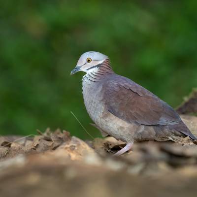 Lined quail-dove