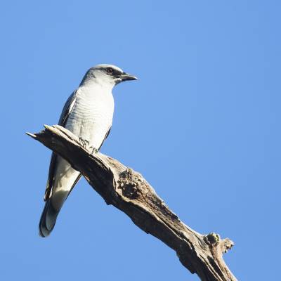 Large cuckooshrike